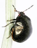 Coptosoma scutellatum