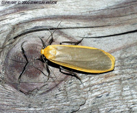 Eilema depressa - Buff Footman