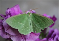 Geometra papilionaria - Large Emerald