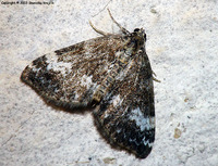 Perizoma alchemillata - Small Rivulet
