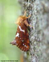 Phymatopus hecta - Gold Swift