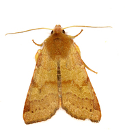 Agrochola helvola - Flounced Chestnut