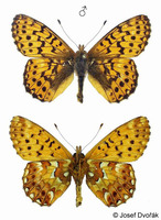 Boloria aquilonaris - Cranberry Fritillary