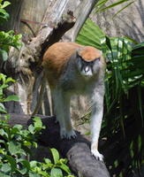 Patas monkey (Erythrocebus patas)