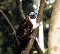 Rufous-naped tamarin (Saguinus geoffroyi)