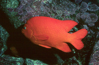 Hypsypops rubicundus, Garibaldi damselfish: