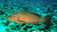 Epinephelus chlorostigma, Brownspotted grouper: fisheries