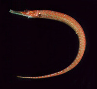 Cosmocampus maxweberi, Maxweber's pipefish: