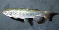 Lebiasina bimaculata, Twospot lebiasina: aquarium, bait