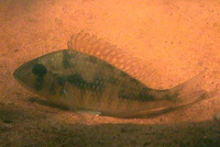 Gymnogeophagus gymnogenys, Smooth-cheek eartheater: aquarium