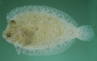 Engyprosopon latifrons, :