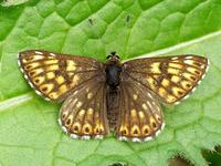 Hamearis lucina - Duke of Burgundy