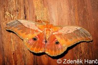 Caligula japonica