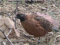 Masked Bobwhite Colinus virginianus ridgewayi