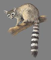 Image of: Bassariscus astutus (ringtail)