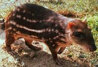 Image of: Cuniculus paca (lowland paca)