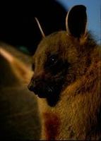 Image of: Cynopterus sphinx (greater short-nosed fruit bat)