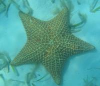 Oreaster reticulatus - cushioned star