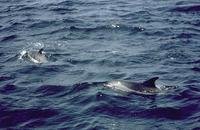 Image of: Lagenorhynchus acutus (Atlantic white-sided dolphin)
