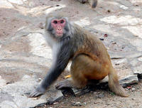 Image of: Macaca mulatta (rhesus monkey)