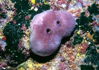 Suberites domuncula
