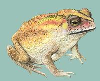 Image of: Bufo melanostictus (Southeast Asian toad)