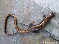 Chioglossa lusitanica - Golden-Striped Salamander