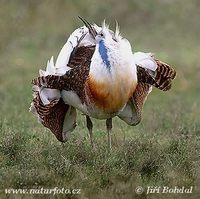 Otis tarda - Great Bustard