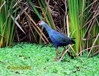 Porphyrio porphyrio - Purple Gallinule