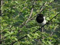 Pica pica - European Magpie