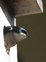 Tachycineta bicolor - Tree Swallow