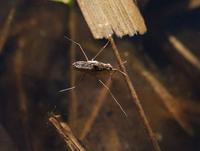 Image of: Gerridae (water striders)