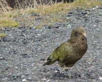 Nestor notabilis - Kea