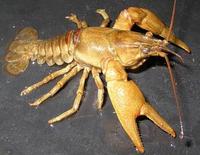 Image of: Orconectes propinquus (northern clearwater crayfish)