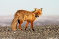 Vulpes vulpes - Red Fox