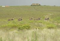 Equus zebra zebra - Cape Zebra