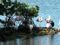 Image of: Ajaia ajaja (roseate spoonbill)