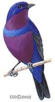 Image of: Cotinga maculata (banded cotinga)