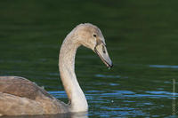 Image of: Cygnus (swans)