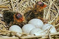 Image of: Fulica americana (American coot)