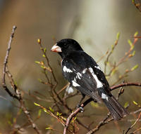 Image of: Pheucticus ludovicianus (rose-breasted grosbeak)