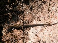 Image of: Cnemidophorus exsanguis (Chihuahuan spotted whiptail)