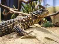 Cordylus giganteus - Giant Girdled Lizard