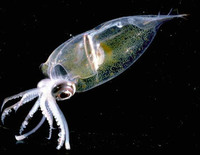 Teuthowenia