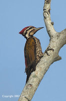Common Flameback - Dinopium javanense