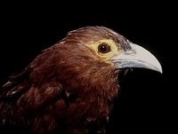 Rufous Coucal - Centropus unirufus