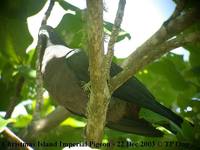 Christmas Island Imperial Pigeon - Ducula whartoni