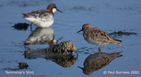 Temminck's Stint - Calidris temminckii