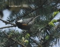 Spot-winged Tit - Parus melanolophus