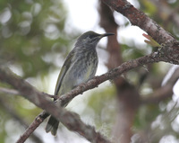 Seram Honeyeater - Lichmera monticola